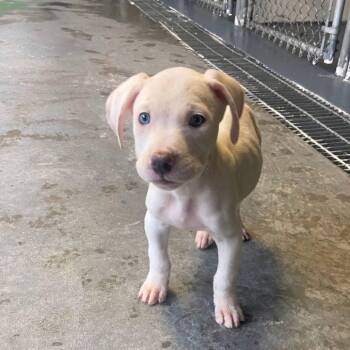 Mixed Breed Dogs Available for Adoption in Myrtle Beach, South Carolina - Jasper | PetCurious