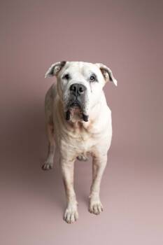 Rescue Cane Corso and English Bulldog Dogs for Adoption in Hardeeville, South Carolina - Titus | PetCurious