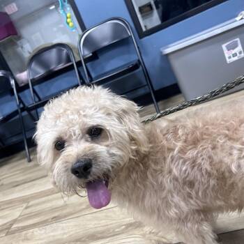 Poodle and Terrier Dogs Available for Adoption in Newark, New Jersey - Spartacus | PetCurious