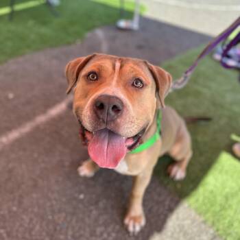 Crixus -  Mixed Breed Dog for Adoption in New York, New York - Crixus | PetCurious