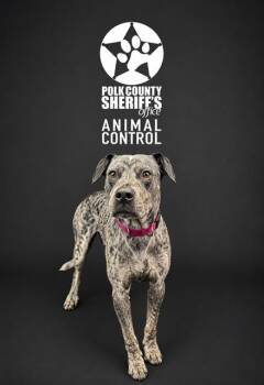 Australian Cattle Dog Blue Heeler and Mixed Breed Dogs Available for Adoption in Winter Haven, Florida - SYDNEY | PetCurious