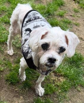 Maltese Dogs Available for Adoption in Huntington, New York - Angel | PetCurious