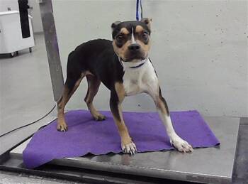 LOLIPOP -  Staffordshire Bull Terrier and Mixed Breed Dog for Adoption in Houston, Texas - LOLIPOP | PetCurious