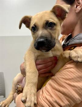 German Shepherd Dog and Mixed Breed Dogs Available for Adoption - BUTTERS | PetCurious