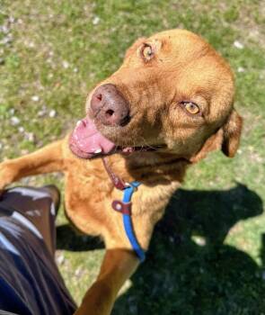 Shepherd and Labrador Retriever Dogs Available for Adoption in Colonial Heights, Virginia - Casey | PetCurious