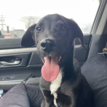 Black Labrador Retriever Dogs Available for Adoption - TOM 7 Months 24 + Lbs | PetCurious