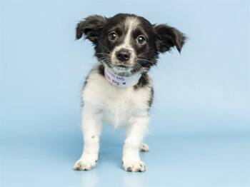 FRENCH FRY -  Border Collie Dog for Adoption in Phoenix, Arizona - FRENCH FRY | PetCurious
