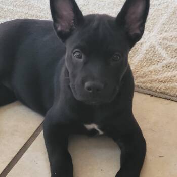 Rescue Husky Dogs for Adoption in Houston, Texas - Jellybean | PetCurious