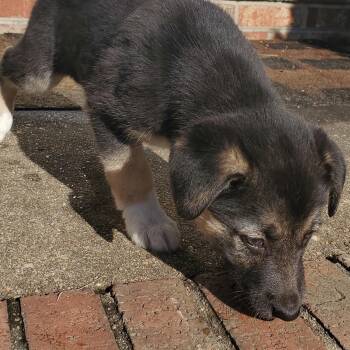 Mixed Breed Dogs Available for Adoption in Fredericksburg, Virginia - Snooze Button | PetCurious