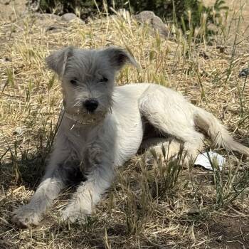 Ms. Gorgeous Peach -  Miniature Schnauzer and Miniature Poodle Dog for Adoption in Ridgefield, Washington - Ms. Gorgeous Peach | PetCurious
