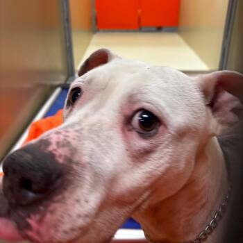 Mixed Breed Dogs Available for Adoption in Philadelphia, Pennsylvania - Guava | PetCurious