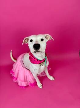 Rescue Pit Bull Terrier and American Staffordshire Terrier Dogs for Adoption in Phoenix, Arizona - Ketel | PetCurious