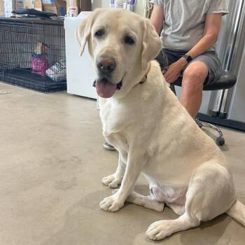 Jake -  Yellow Labrador Retriever Dog for Adoption in Prescott, Arizona - Jake | PetCurious