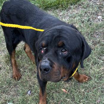 MAXWELL -  Rottweiler Dog for Adoption in Greensboro, North Carolina - MAXWELL | PetCurious