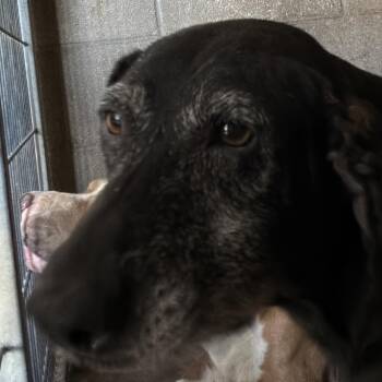 Jazz -  Labrador Retriever Dog for Adoption in Yuma, Arizona - Jazz | PetCurious