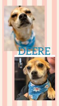 Chihuahua and Hound Dogs Available for Adoption - Deere | PetCurious