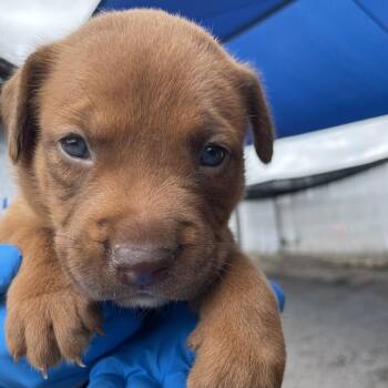 Pit Bull Terrier and Mixed Breed Dogs Available for Adoption in Edinburg, Texas - Mellie | PetCurious