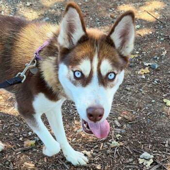 Pringle -  Siberian Husky Dog for Adoption in Walnut Creek, California - Pringle | PetCurious