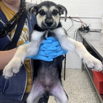 Pilot -  Shepherd and Terrier Dog for Adoption in Hattiesburg, Mississippi - Pilot | PetCurious