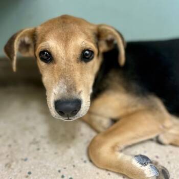 Rescue Mixed Breed Dogs for Adoption in Poplar Bluff, Missouri - Addy | PetCurious