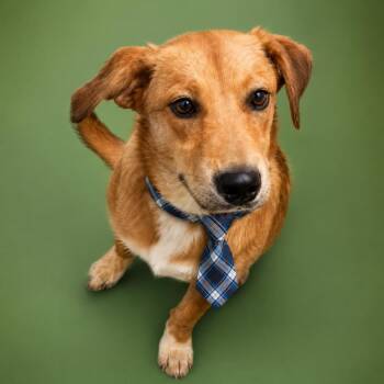 Mixed Breed Dogs Available for Adoption in Binghamton, New York - Pitter Patter | PetCurious