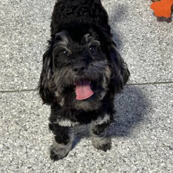 Diane 7.2 lbs black silver -  Havanese and Miniature Poodle Dog for Adoption in Antwerp, Ohio - Diane 7.2 Lbs Black Silver | PetCurious