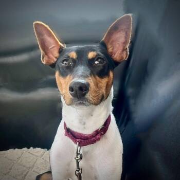 Buzz (MI) -  Rat Terrier Dog for Adoption in Atlanta, Georgia - Buzz (MI) | PetCurious