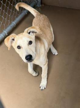 A274039 -  Labrador Retriever and Mixed Breed Dog for Adoption in Chula Vista, California - A274039 | PetCurious
