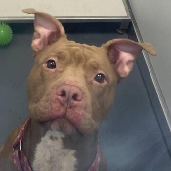 Rubia -  Mixed Breed Dog for Adoption in Allentown, Pennsylvania - Rubia | PetCurious