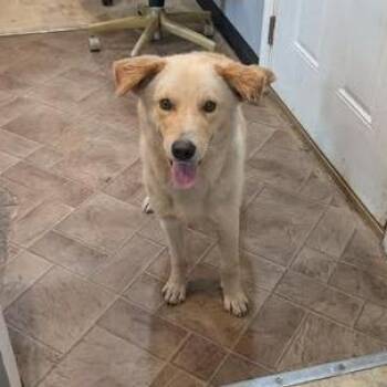 Mixed Breed Dogs Available for Adoption in Boaz, Alabama - Brasher | PetCurious