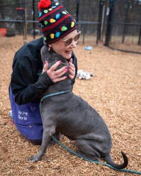 Mixed Breed Dogs Available for Adoption in Chamblee, Georgia - Hibiscus | PetCurious