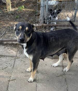 Catahoula Leopard Dog and Hound Dogs Available for Adoption in Horn Lake, Mississippi - Holly - Mama To 8 | PetCurious