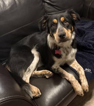 Australian Shepherd Dogs Available for Adoption in Sanger, Texas - Roxie-Rae | PetCurious