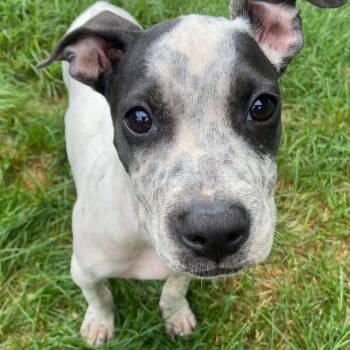 Jules -  Mixed Breed Dog for Adoption in Cedar Rapids, Iowa - Jules | PetCurious