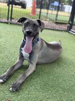 Asher -  Belgian Shepherd Malinois and Greyhound Dog for Adoption in Lakeland, Florida - Asher | PetCurious