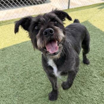 Lexi -  Miniature Schnauzer and Mixed Breed Dog for Adoption in Hawthorne, California - Lexi | PetCurious