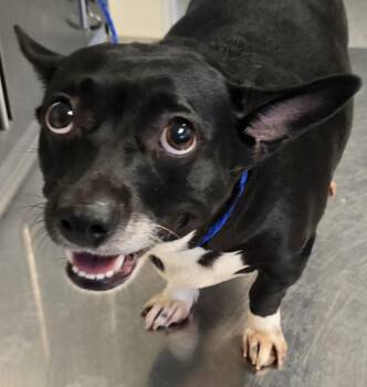 Lila -  Mixed Breed Dog for Adoption in Normal, Illinois - Lila | PetCurious