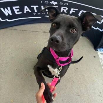 Hazel -  Pit Bull Terrier and Mixed Breed Dog for Adoption in Brock, Texas - Hazel | PetCurious
