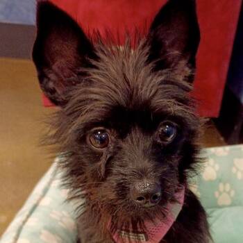 Dory - Tiny Terrier Mix -  Terrier Dog for Adoption in Tulsa, Oklahoma - Dory - Tiny Terrier Mix | PetCurious