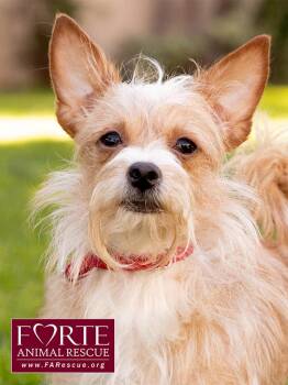 Cairn Terrier and Chihuahua Dogs Available for Adoption - Lady | PetCurious