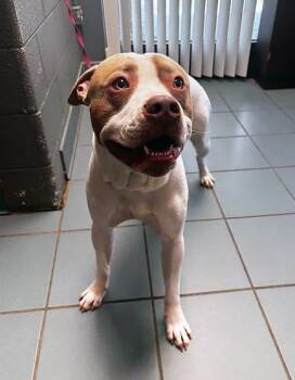 Mixed Breed Dogs Available for Adoption - Wonderwall | PetCurious