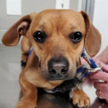 Dachshund Dogs Available for Adoption - Judd | PetCurious