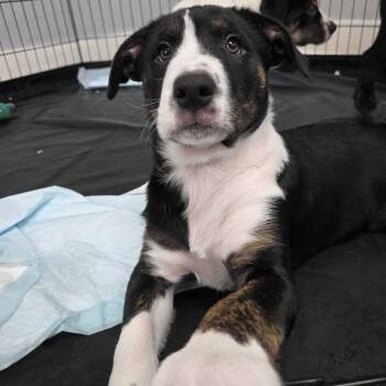 Jessie -  Cattle Dog and Mixed Breed Dog for Adoption in Waco, Texas - Jessie | PetCurious