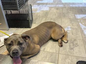 GLORIA -  Mastiff and Mixed Breed Dog for Adoption in Grand Prairie, Texas - GLORIA | PetCurious