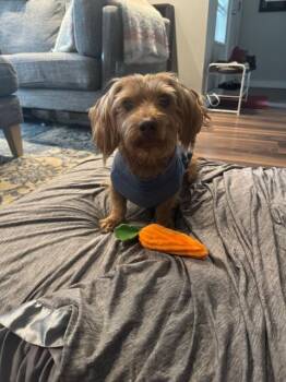 Cocker Spaniel and Terrier Dogs Available for Adoption - Chief | PetCurious