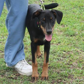 Suzy Q - TRAINED PUPPY -  Doberman Pinscher and Australian Cattle Dog Blue Heeler Dog for Adoption in Miami, Florida - Suzy Q - TRAINED PUPPY | PetCurious