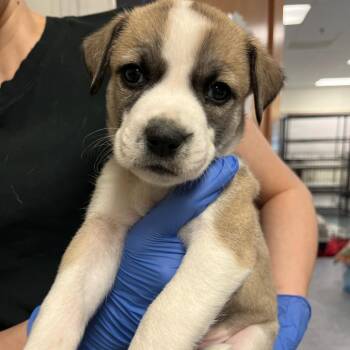 Blue Jay -  Husky and Mixed Breed Dog for Adoption in Charlottesville, Virginia - Blue Jay | PetCurious