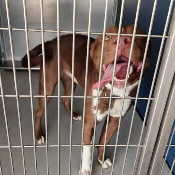 American Staffordshire Terrier Dogs Available for Adoption - Piggy | PetCurious