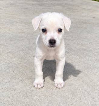 WALLY -  Labrador Retriever Dog for Adoption in Harlingen, Texas - WALLY | PetCurious