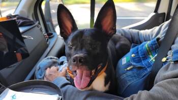 Rescue Pit Bull Terrier Dogs for Adoption in Watertown, Connecticut - Quasi | PetCurious